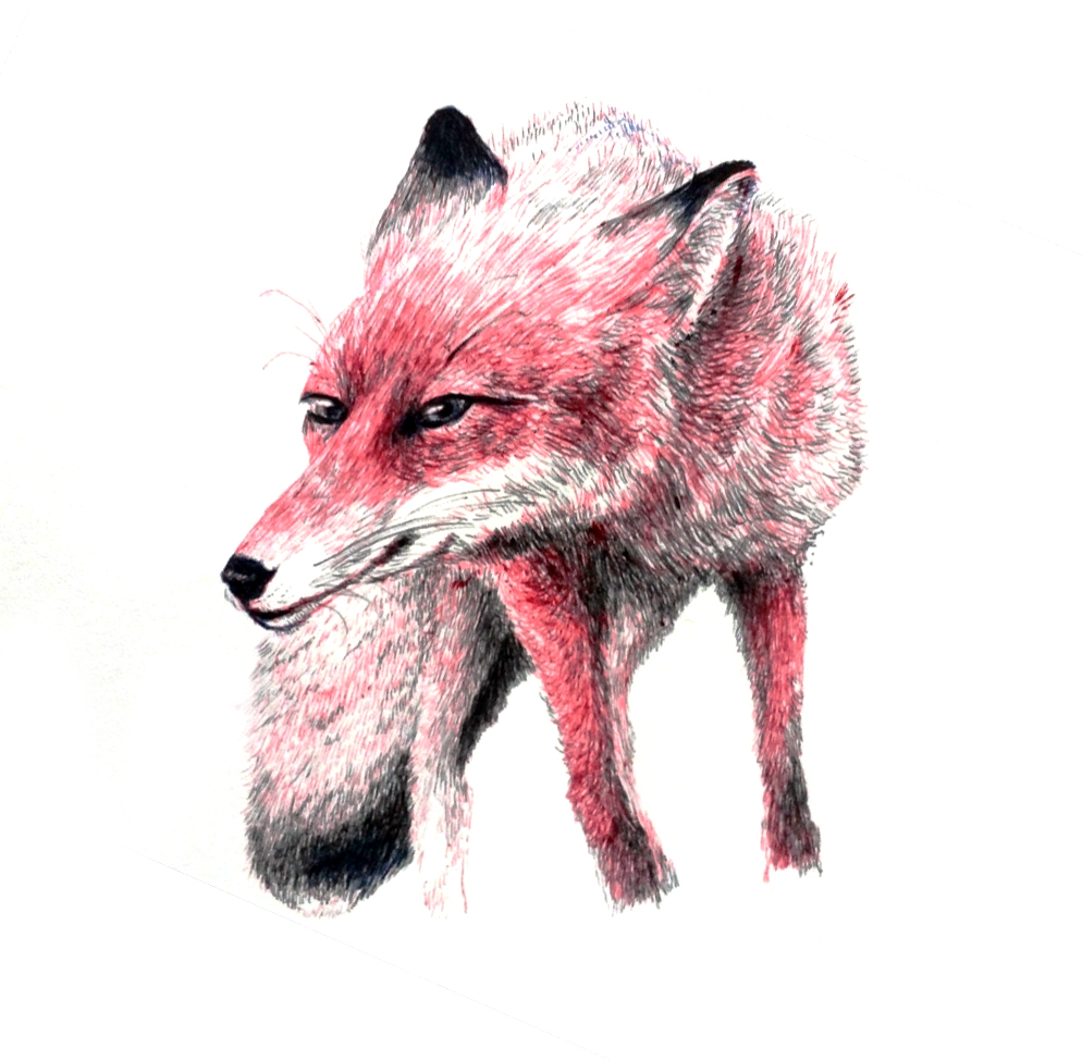 Animal drawing