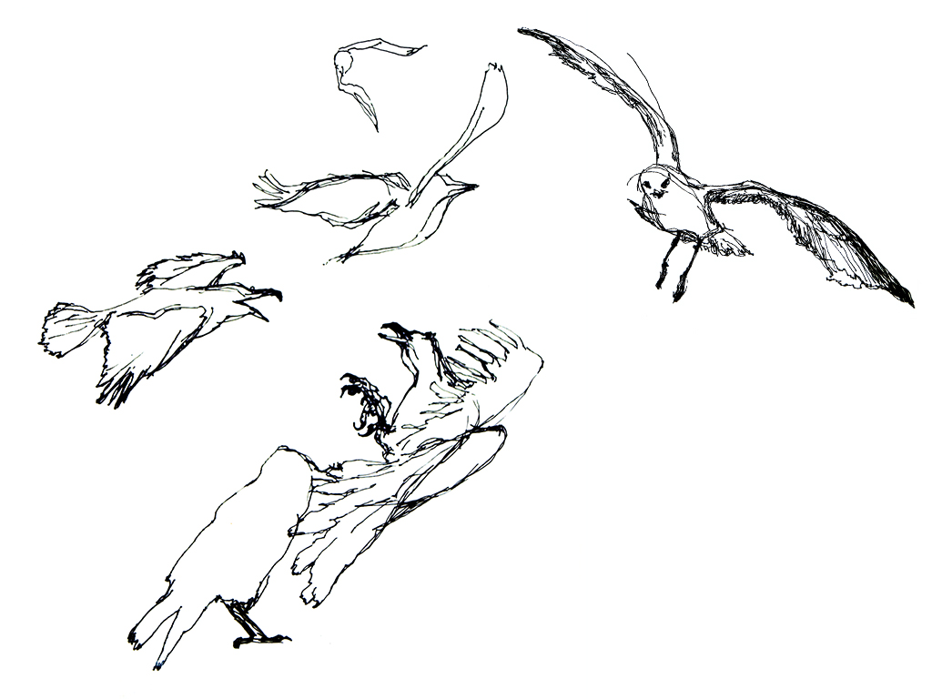 line drawing