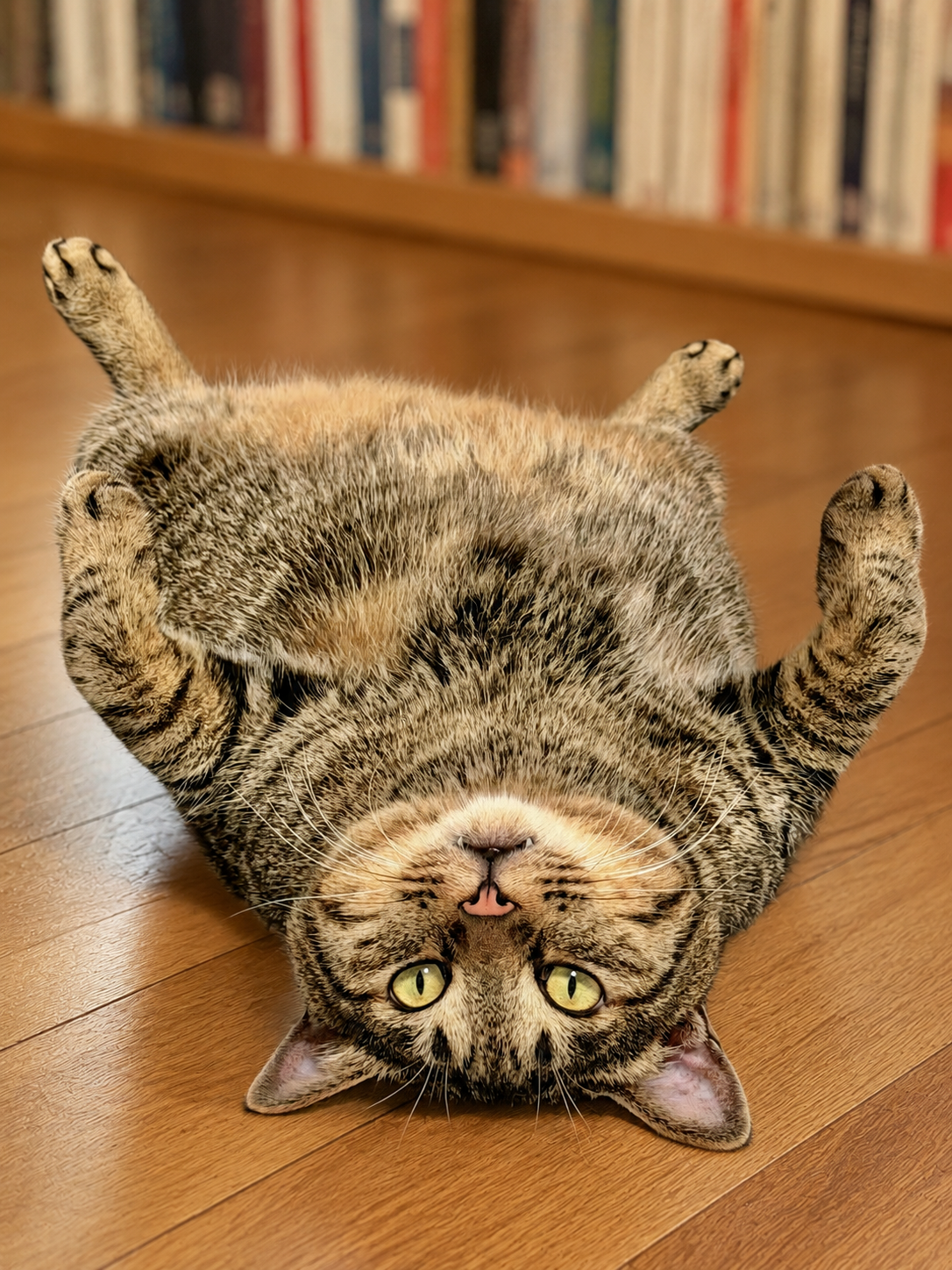 고양이, 너란 존재는…